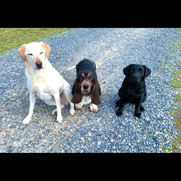 Meet your Posher, Kelsie - Picture 4 of 6